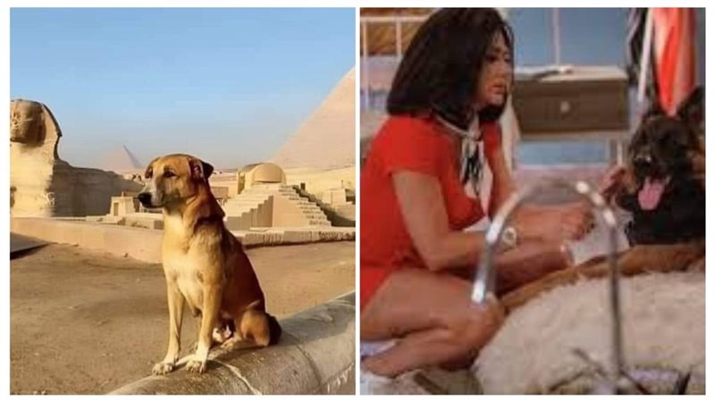 رانيا يوسف، فيتو