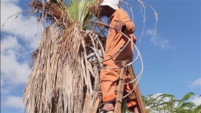 جهاز التجميل يواصل أعماله في رفع كفاءة ميادين الإسماعيلية (صور)