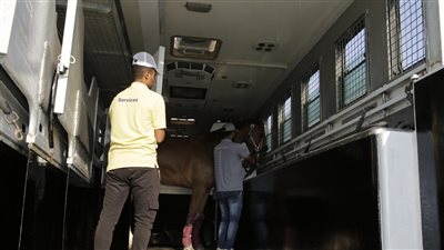 وصول عدد من الخيول المشاركة في بطولة مصر الدولية للفروسية (صور)