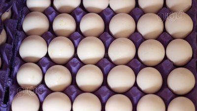 رئيس شعبة الثروة الداجنة: منتجو البيض بيعلوا ويخفضوا السعر على مزاجهم
