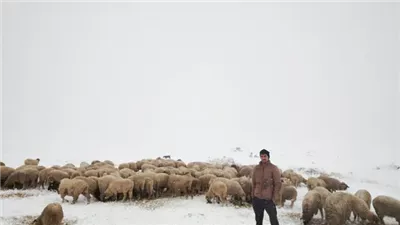 حاصرته مع أغنامه، راعي تركي يستيقظ على مفاجأة مناخية