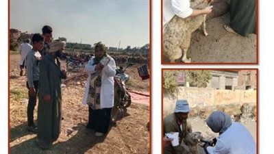 تحصين 124 ألف رأس أغنام وماعز في الشرقية