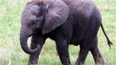 تفسير حلم ركوب الفيل في المنام وعلاقته بالرزق الكثير والسعادة المستقبلية 