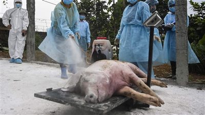 علماء صينيون يتوصلون إلى طريقة لإنعاش أدمغة الخنازير بعد وفاتها 