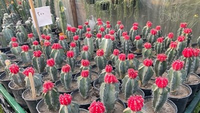 الصبَّار يشارك في معرض زهور الخريف بـ 6 أنواع.. زينة للمنزل وفوائد صحية.. يبدأ سعره من 150 جنيها.. وقادر على تحمل الظروف المناخية الصعبة (فيديو وصور)