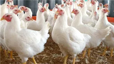 الفراخ البيضاء تسجل 83 جنيها، أسعار الدواجن اليوم الخميس بالبحيرة (فيديو)