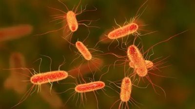 بعد تسمم العشرات لتناولهم وجبات ماكدونالدز، ماهي بكتيريا إي كولاي؟ 