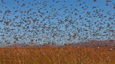 مصر تعزز التعاون الإقليمي لمكافحة الجراد الصحراوي للحد من انتشاره ومتابعة الوضع بدول التكاثر