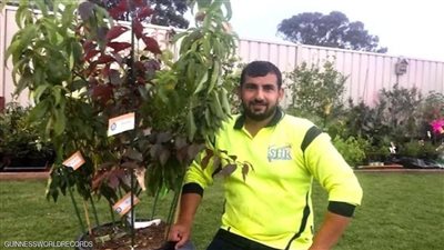  بتنتج 5 أنواع مختلفة من الفاكهة.. شجرة عجيبة تُدخل بستانيا موسوعة جينيس