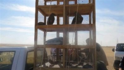 ضبط 3 أشخاص بحوزتهم 14 صقرا في الجيزة | صور 