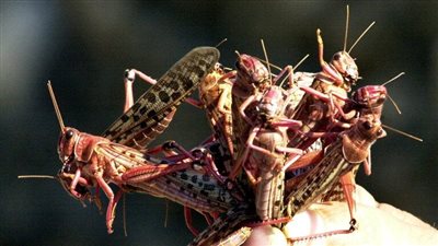 حلال وغني بالفيتامينات والبروتين، تعرف على فوائد تناول الجراد