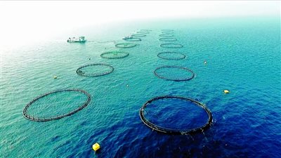 بعد التصديق عليه.. ضوابط إنشاء مزارع وأقفاص سمكية بقانون حماية البحيرات