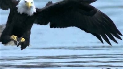 رصد نسر نادر في ولاية مين الأمريكية | صور