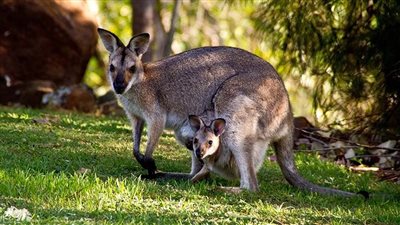 لم يستطع مقاومة جمالها.. كنجر يحاول إغراء فتاة| فيديو
