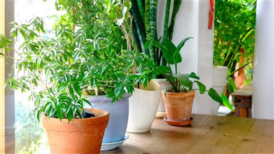 ازرع بيتك بأقل التكاليف.. ١٠ نباتات تعمل على تنقية الهواء في المنزل | فيديو