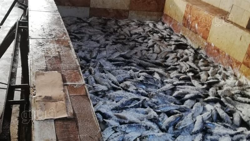 ضبط طن رنجة فاسدة