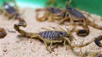 أسباب انتشار العقارب.. عدم تطهير المصارف الأبرز.. ونقص مراكز السموم كارثة