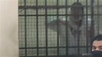 قرار جديد من محكمة الاستئناف بشأن حنين حسام