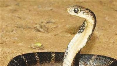 تفسير رؤية لدغة الثعبان في المنام وعلاقته بالمرض الشديد وارتكاب الذنوب 