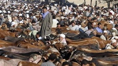 حظر إقامة أسواق الماشية في الغربية لمدة شهر