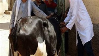 انطلاق حملة التحصين ضد الحمى القلاعية والمتصدع في أسيوط