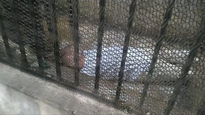 بعد الحكم عليه بالمؤبد.. لحظة سقوط خطيب وإمام مسجد مغشيا عليه لاتهامه بهتك عرض طفلة