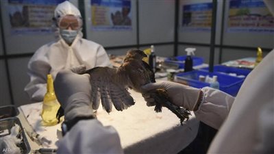 خوفا من انتقاله للبشر.. تحذير دولي من تفشٍّ سريع لإنفلونزا الطيور بآسيا وأوروبا