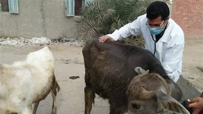 جامعة الزقازيق تنفذ قافلة بيطرية بقرى الشرقية