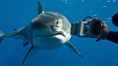 تفسير رؤية سمكة القرش في المنام وعلاقتها بتربص الأعداء ووقوع الكوارث 