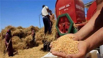 مطالب برلمانية بوضع خطة للتوسع في زراعة القمح