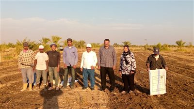 بحوث الصحراء يوزع تقاوي القمح على المزارعين بالمجان في جنوب سيناء