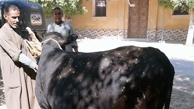 لجان ثابتة ومتحركة لتحصين 111 ألف رأس ماشية و46 ألف ماعز وأغنام بأسيوط