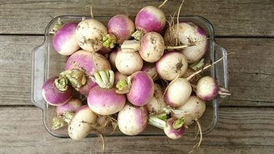 طريقة عمل مخلل اللفت في المنزل 