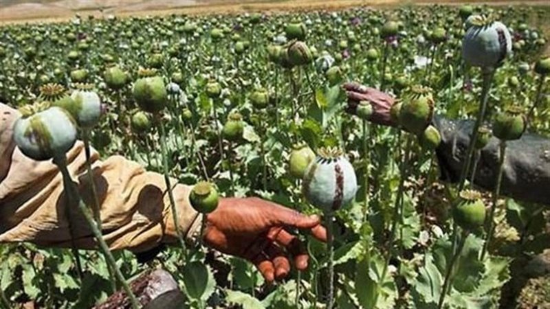 زراعة الأفيون في