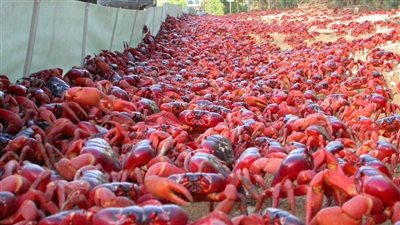 احتلوا الطرق والجسور.. سرطانات البحر تغزو جزيرة كريسماس الأسترالية | فيديو