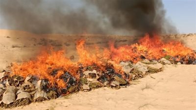 أخبار الحوادث| إبادة حدائق الشيطان فى الإسماعيلية.. ومصرع شاب قفز من الطابق الخامس