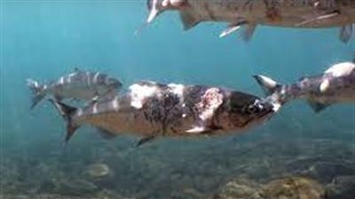 قطعت طريق السيارات.. رحلة أسماك السلمون بواشنطن | فيديو