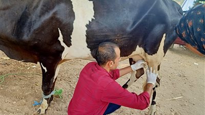 رش وتجريع الماشية ضد الطفيليات في قافلة بيطرية بأسيوط 