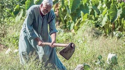 الزراعة تعلن ١٠ إجراءات احترازية مهمة للمزارعين والمربين خلال موجة التقلبات الجوية