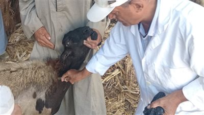 الزراعة: تحصين 1.8 مليون رأس ماشية ضد الحمى القلاعية والوادي المتصدع 