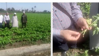 زراعة الشرقية تنظم يوما حقليا لتوعية مزارعي الفاصوليا بمشتول السوق