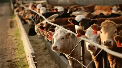 من التسمين لعدد المستفيدين، معلومات الوزراء تنشر إنفوجراف حول جهود الدولة لدعم الثروة الحيوانية