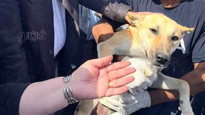 بعد صعودها إلى قمة الهرم، إجراء جديد من السياحة تجاه «الكلبة فرحة» 