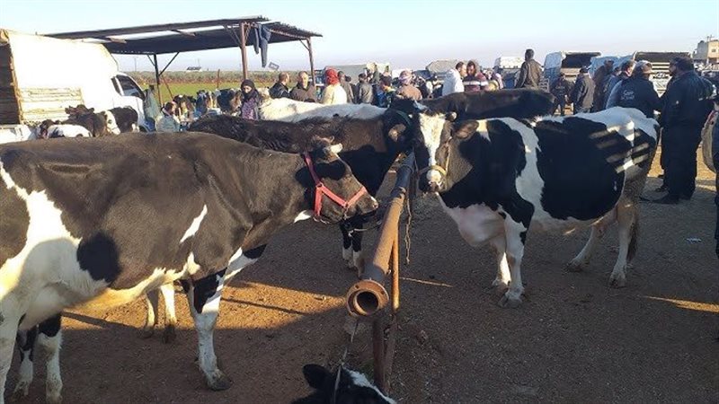 الأبقار والجواميس،
