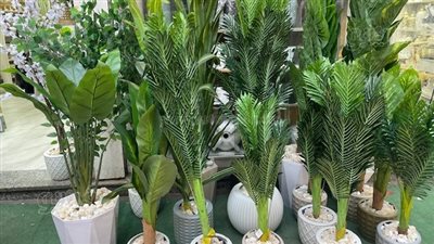 زين بيتك بأقل الأسعار من العتبة.. زهور ونباتات وأشجار صناعية تخطف الأنظار.. زهرة الصبار بـ 25 جنيه وشجرة الكريز بـ 350 (فيديو وصور) 