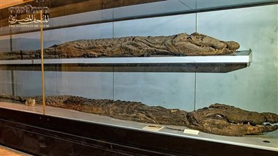 المتحف المصري بالتحرير يعرض مومياوات الحيوانات المقدسة عند المصري القديم