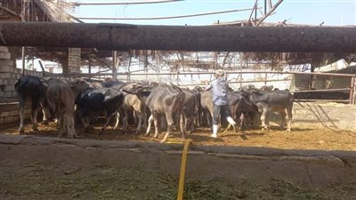 مديرية الطب البيطري بالفيوم، نشاط مكثف للحفاظ على الثروة الحيوانية 