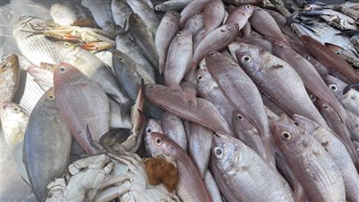 البلطي يسجل 80 جنيها، أسعار الأسماك اليوم في البحيرة (فيديو)