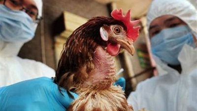 أول إصابة بإنفلونزا الطيور فى أمريكا تثير مخاوف بشأن انتقاله للبشر 
