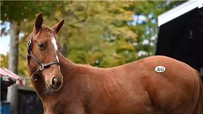  موجة غضب واسعة في تركيا بسبب حصان، ما القصة؟ 